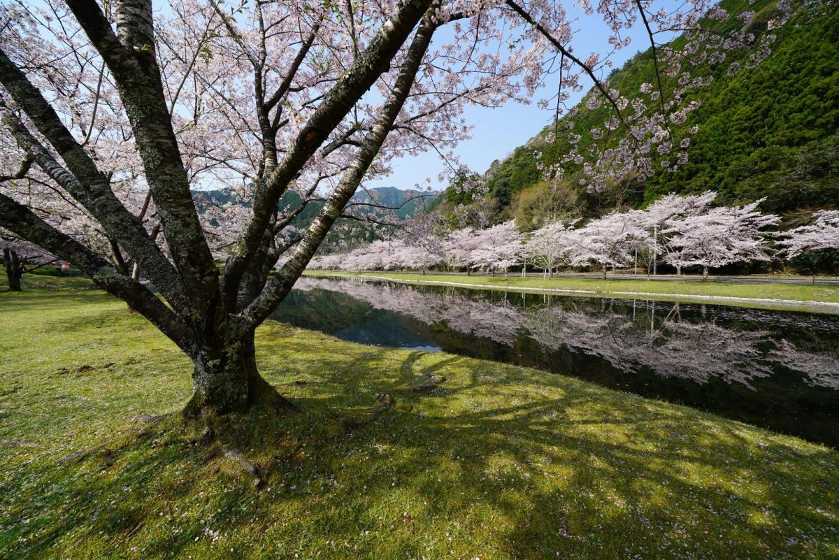 Line of cherry trees in bloom reflected in river with another in foreground