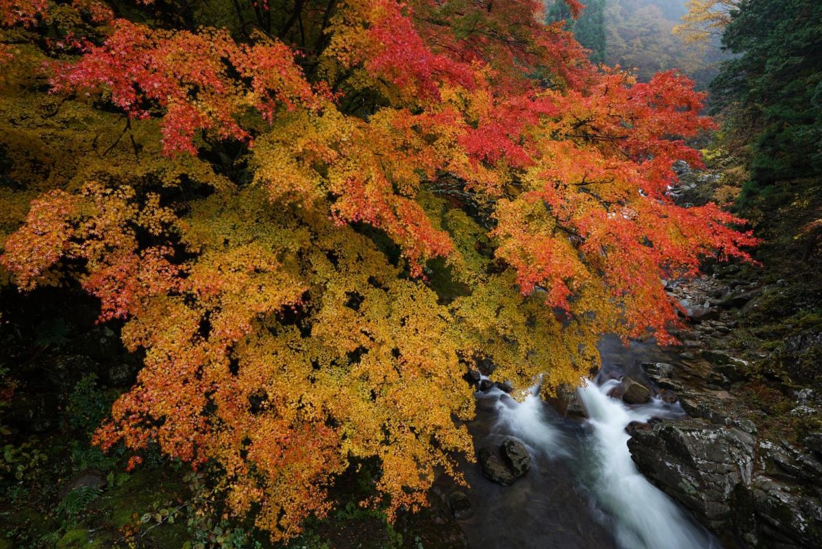 Red autumn leaves over background waterfall