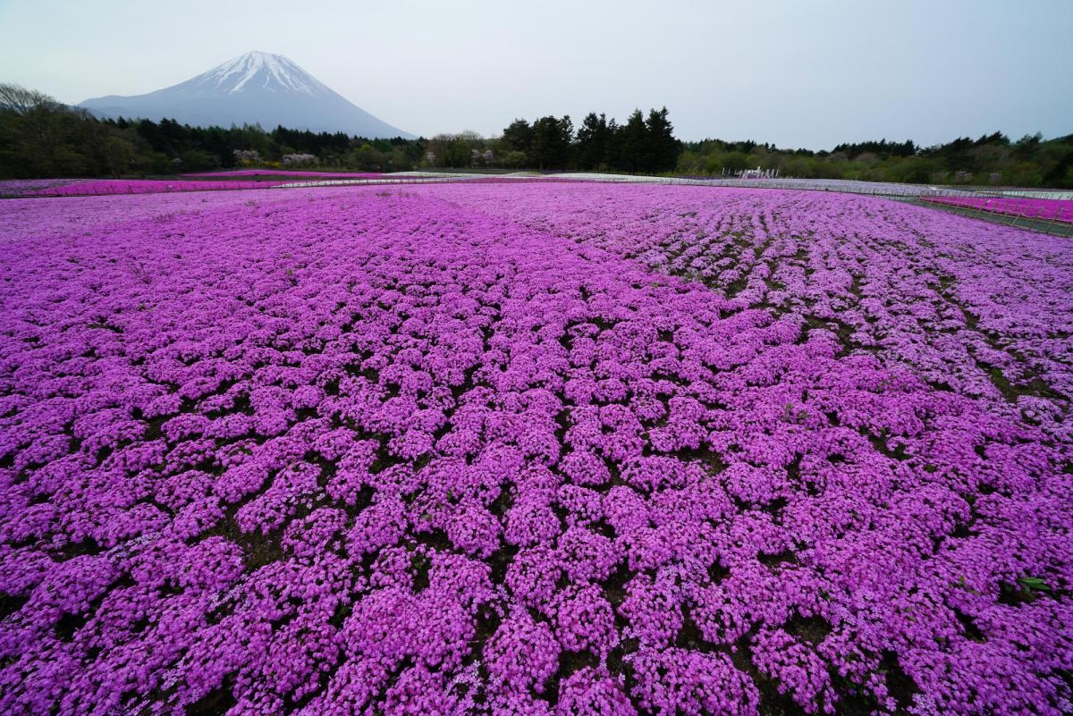 Field of purple flowers with snow-capped mountain in background
