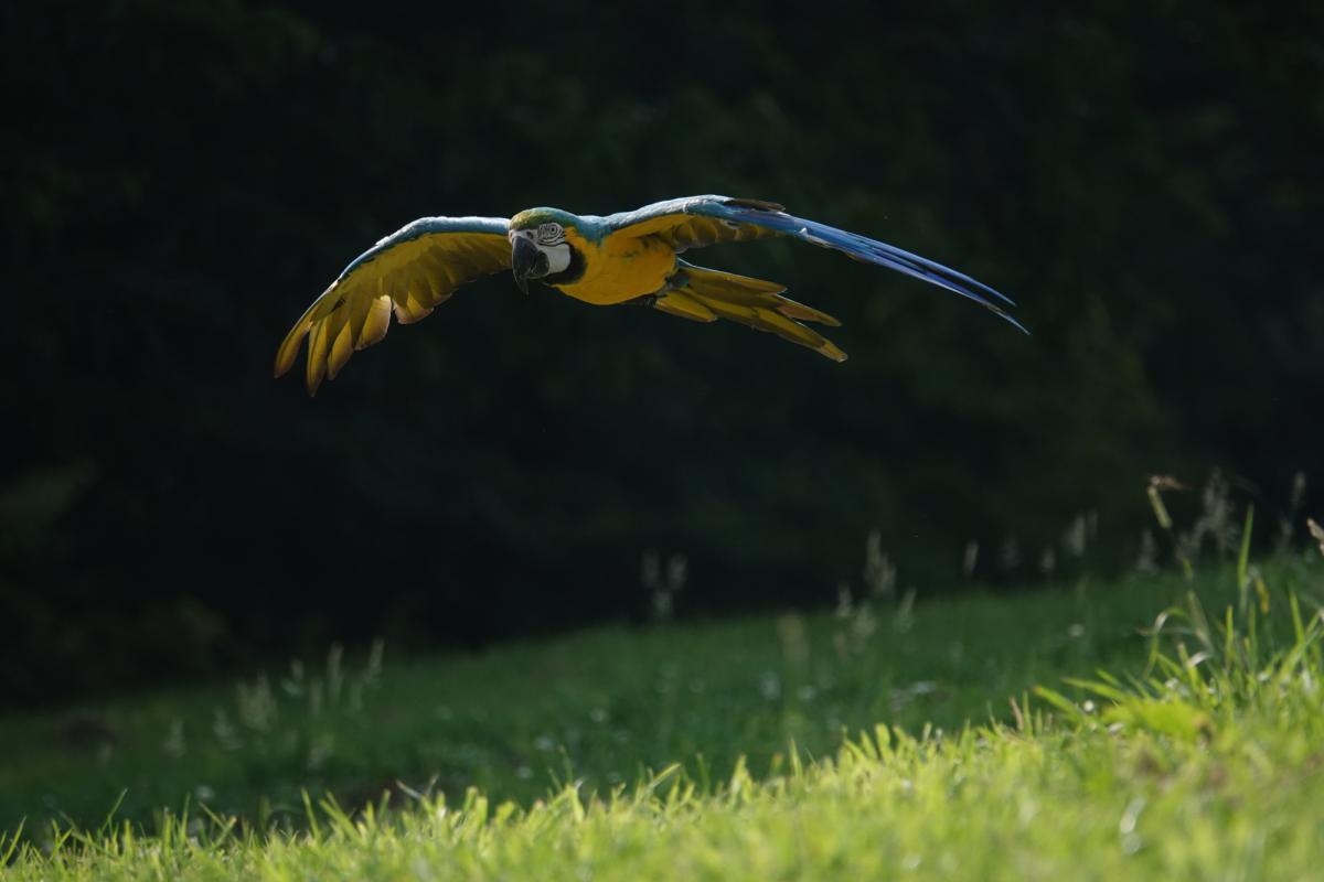 Parrot in flight over grass