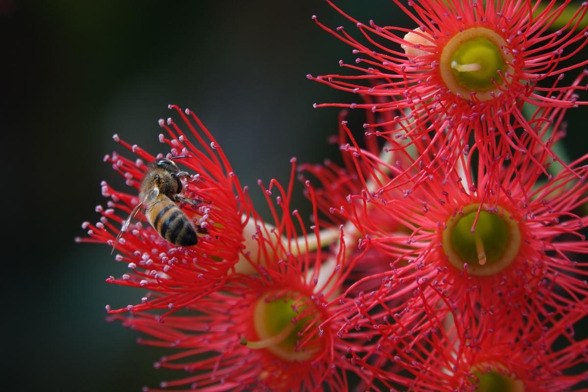 Close-up of bee feeding on red flower