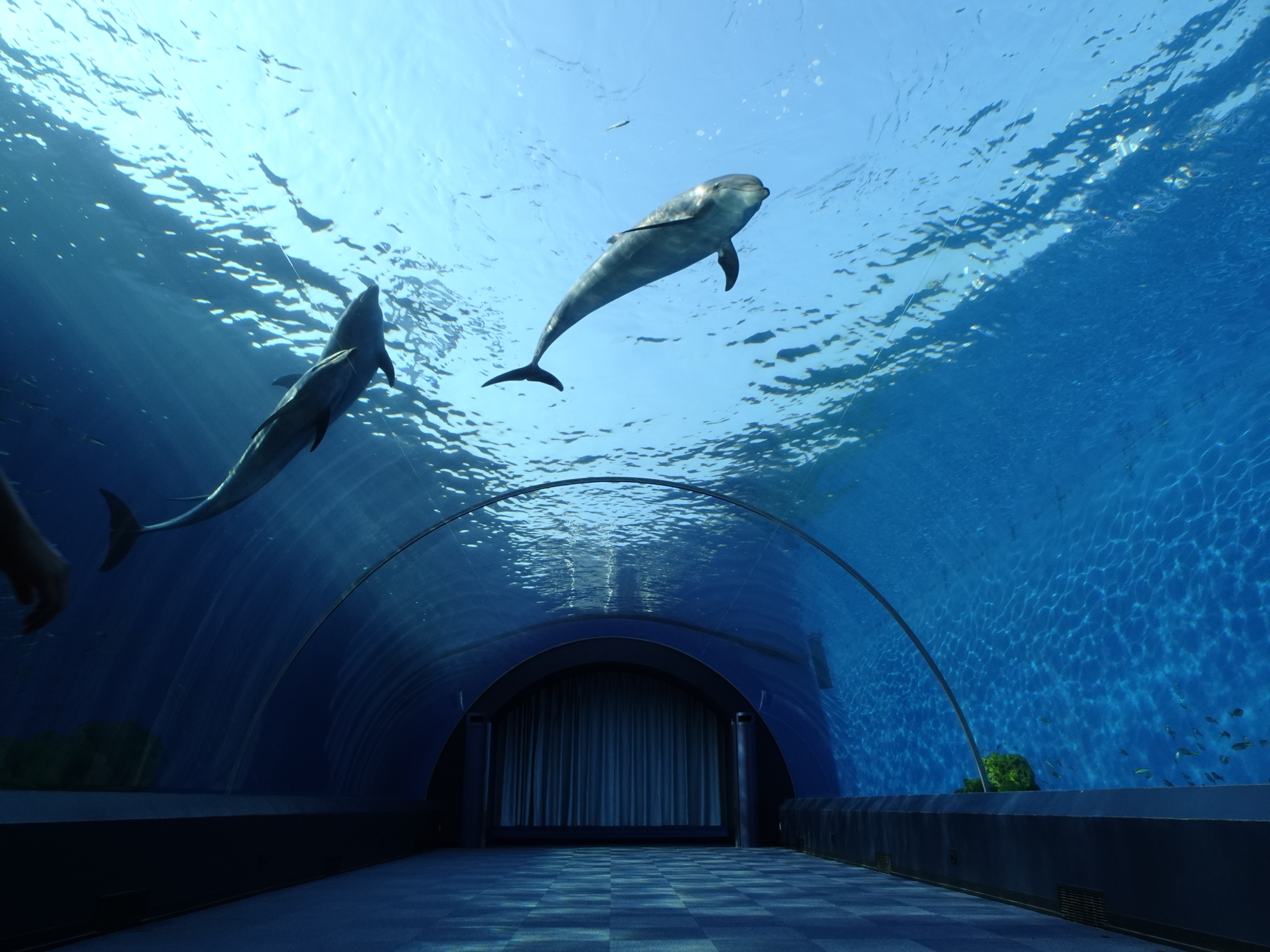 An aquarium walkway tunnel with two dolphins swimming overhead