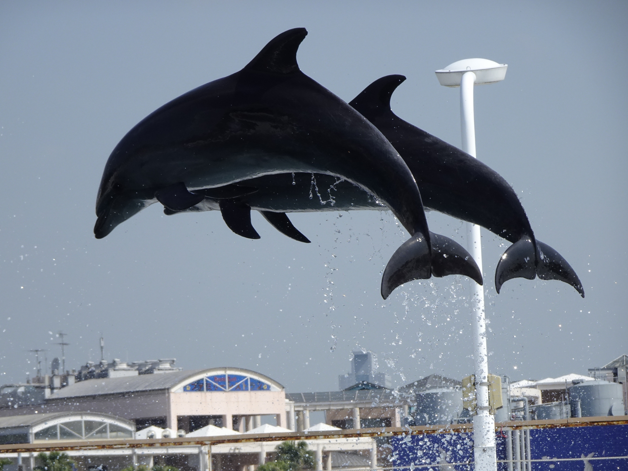 Two dolphins jumping synchronously in a show