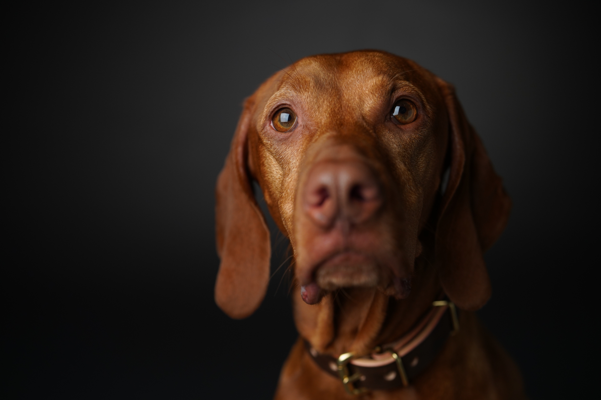 Portrait of a vizsla dog