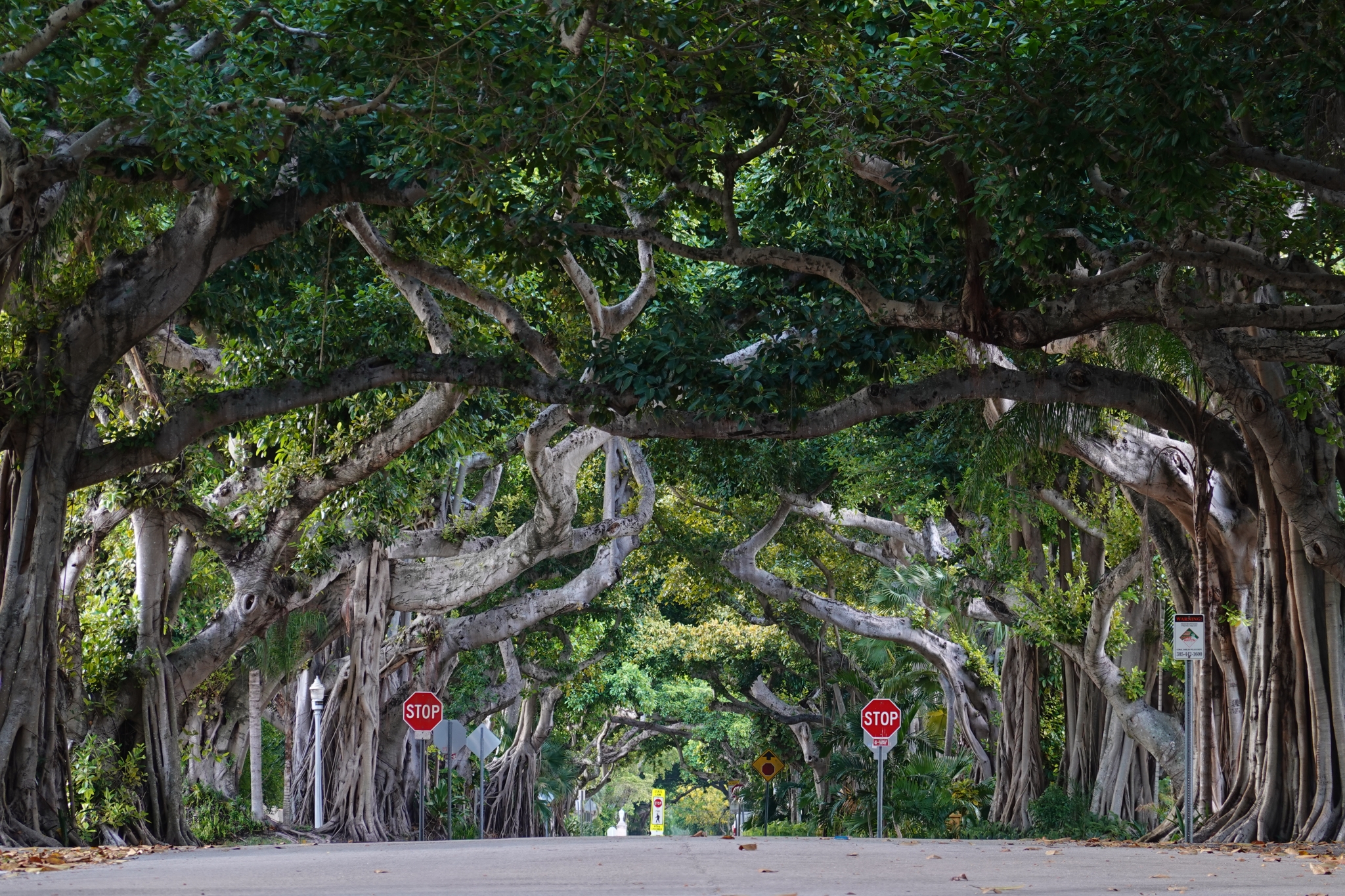Large trees growing over a road forming a green tunnel