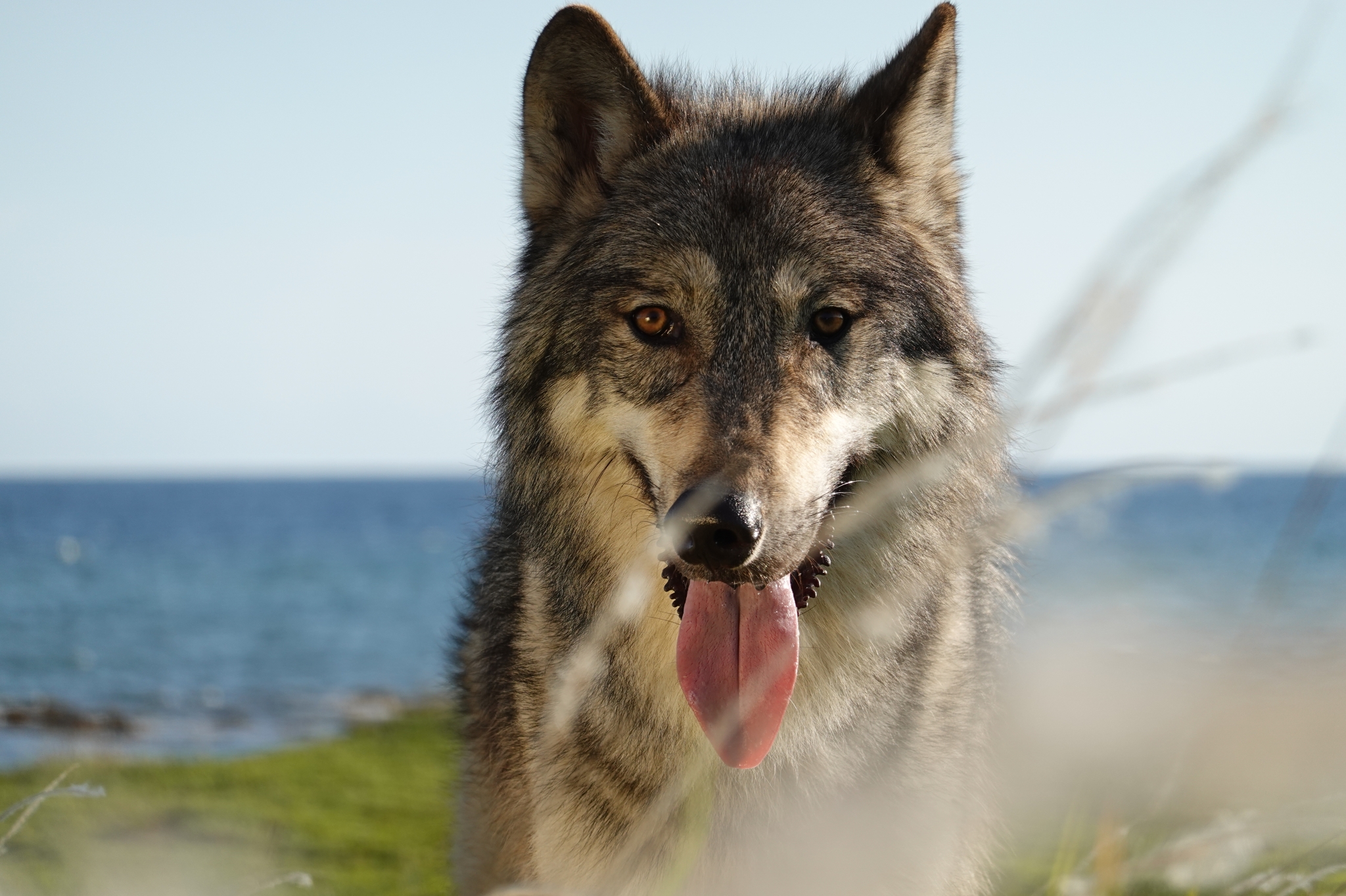 Portrait of a wolf with bokeh grass in foreground