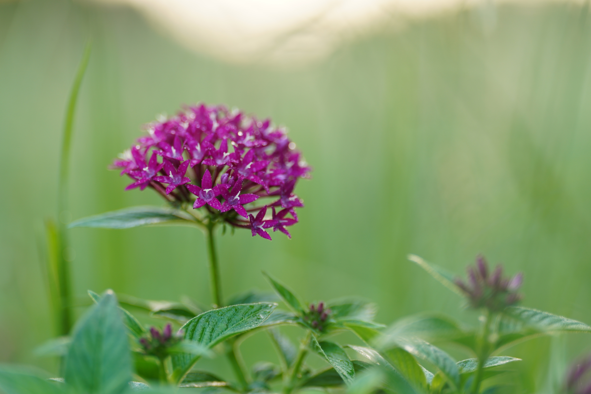 Purple flower with deep bokeh background
