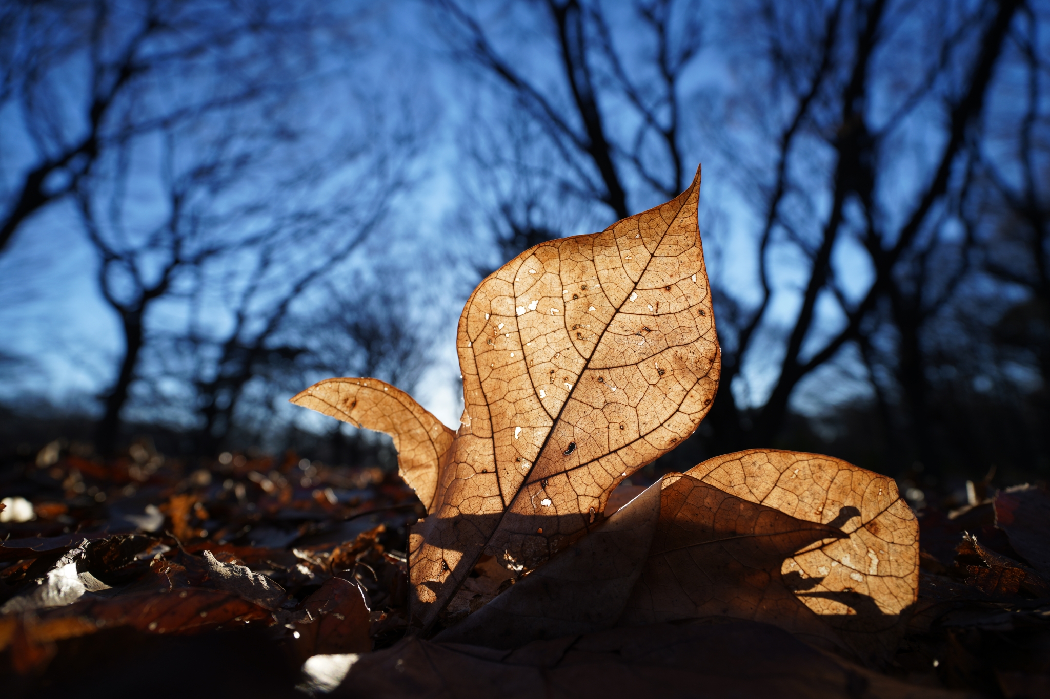 A dry leaf illuminated against the sky with silhouetted trees in the background