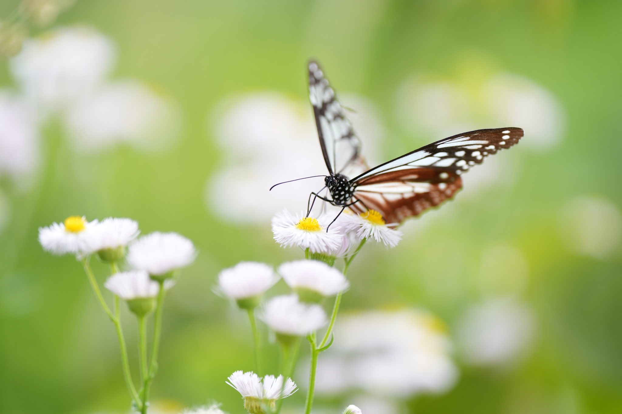 A butterfly feeding off a flower with flowers in bokeh background