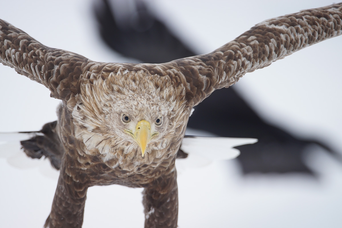 Close-up of bird of prey with face in focus against background bokeh