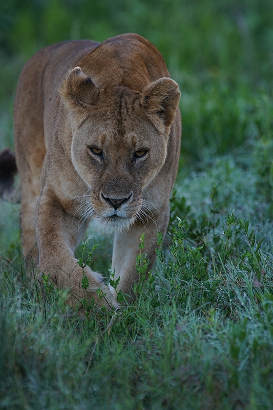 Frontal shot of lioness with face in focus, walking on grassland
