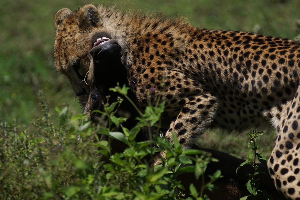 Cheetah attacking prey on grassland