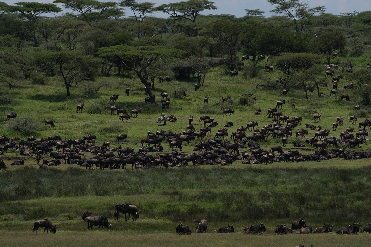 Herd of wildebeest on grassland with trees next to river