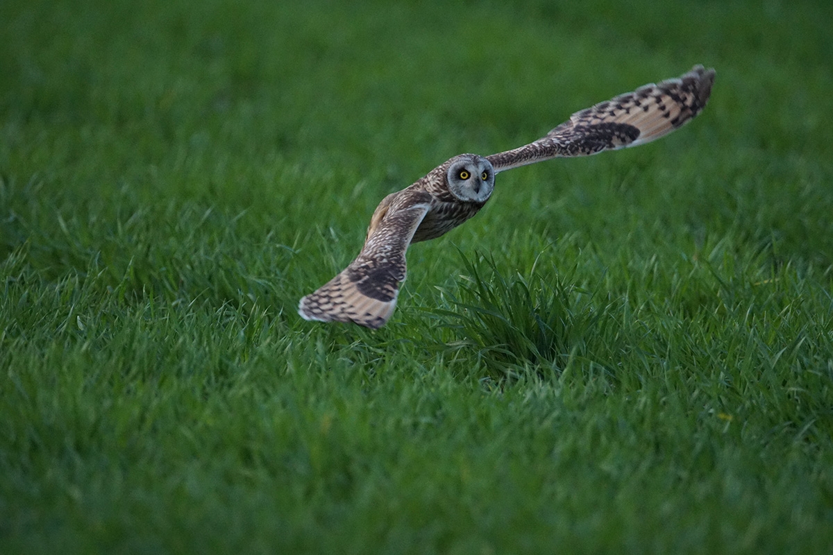 Owl flying low over grassland