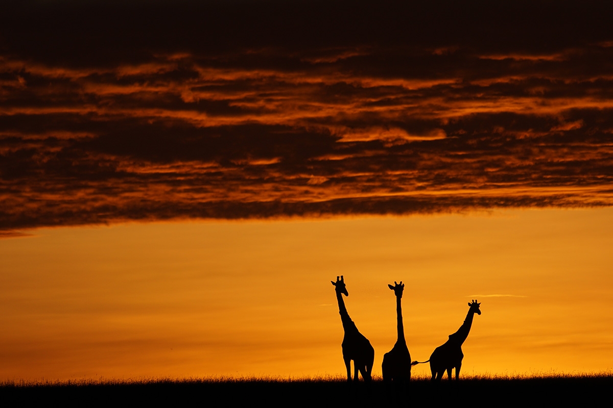Three giraffes silhouetted against post-sunset sky