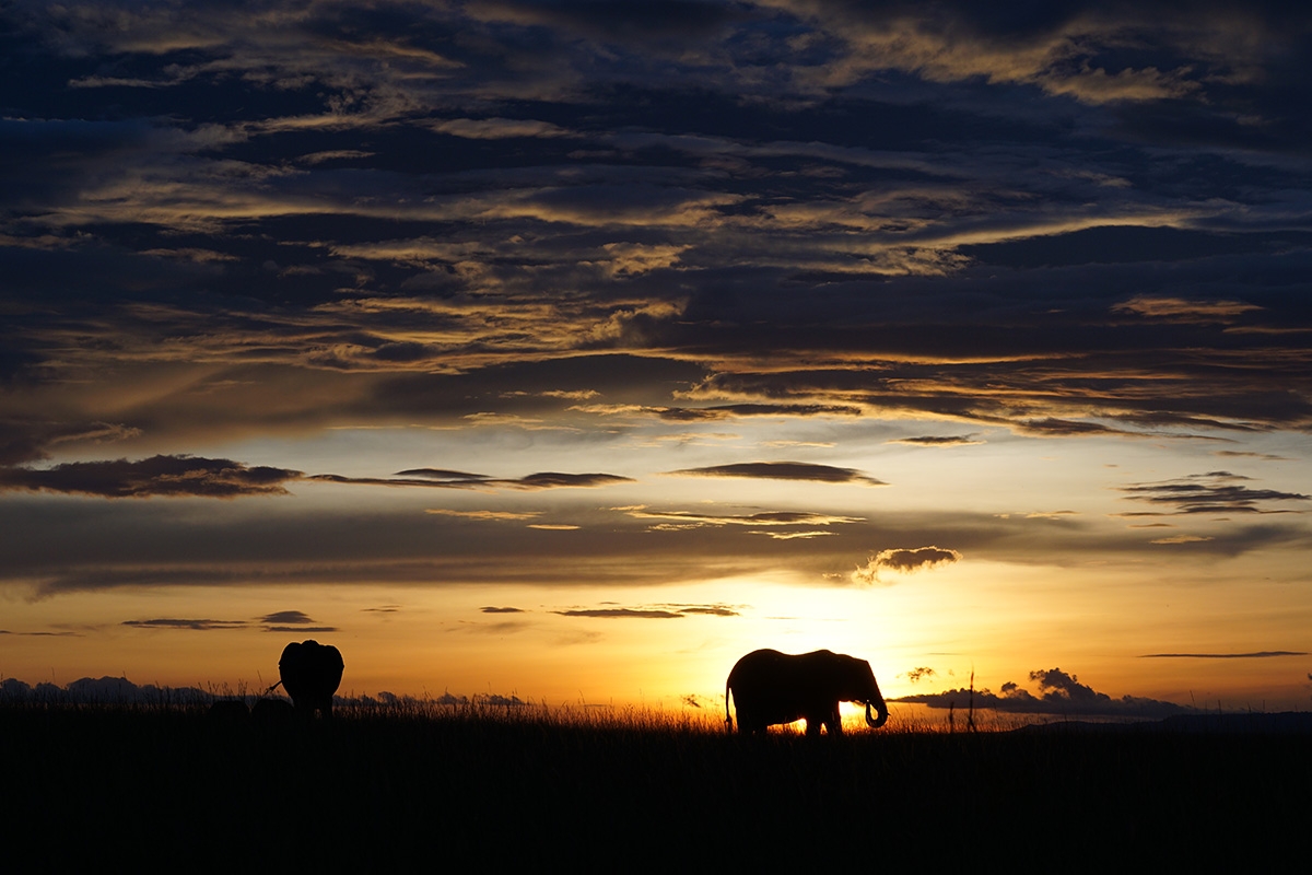Elephants silhouetted against sunset