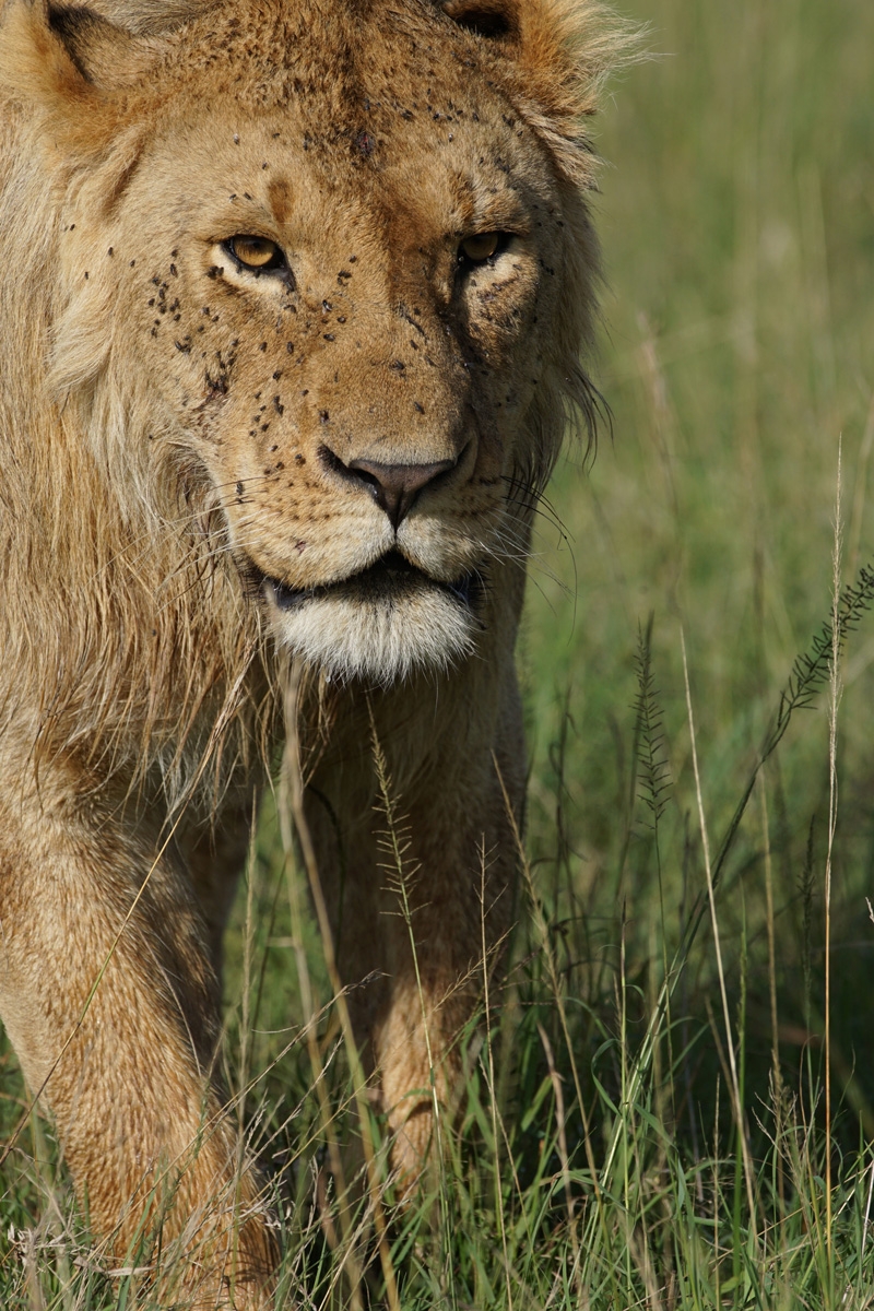 Close-up of face of lion walking on grassland