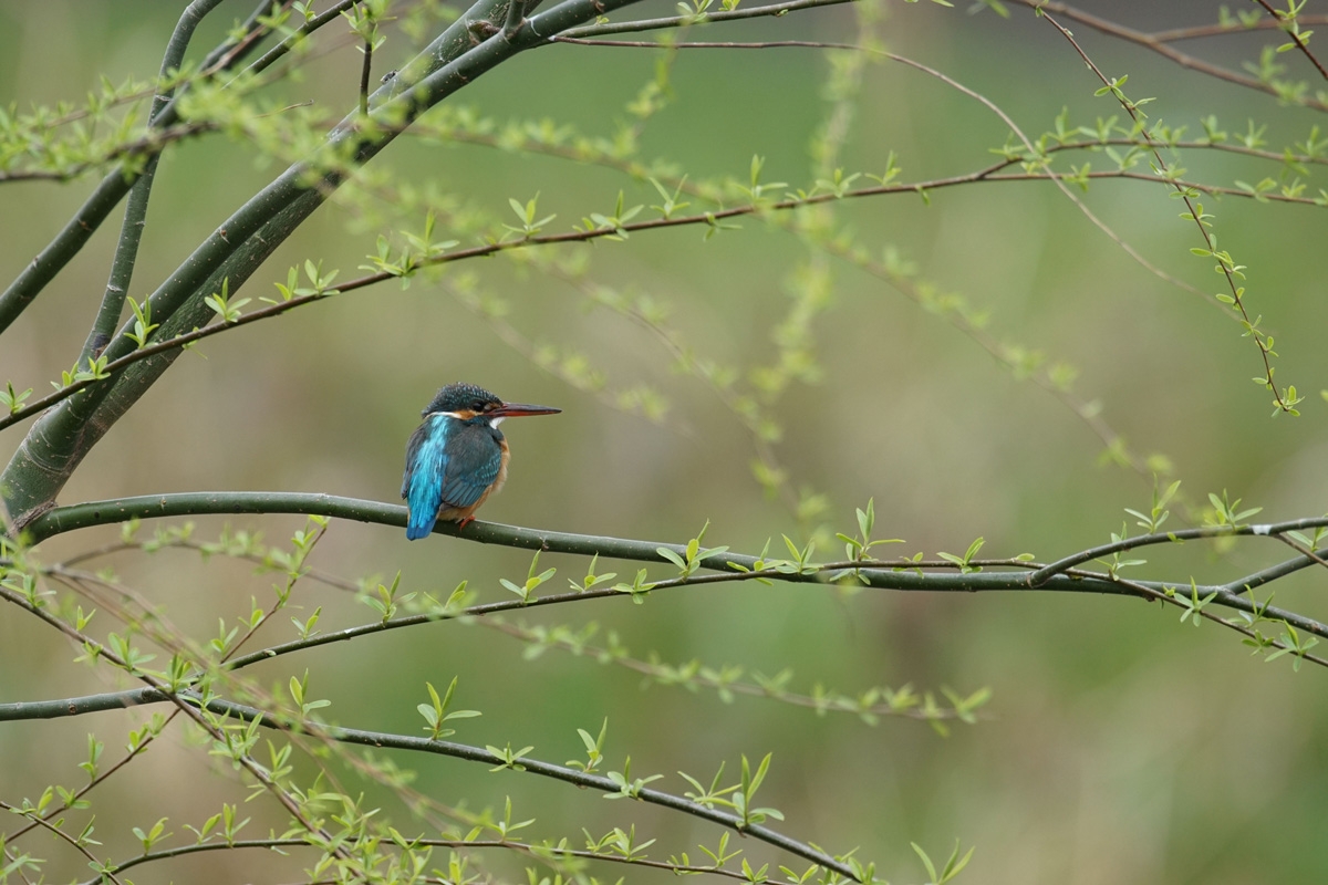 Profile shot of blue bird sitting on branch against background bokeh