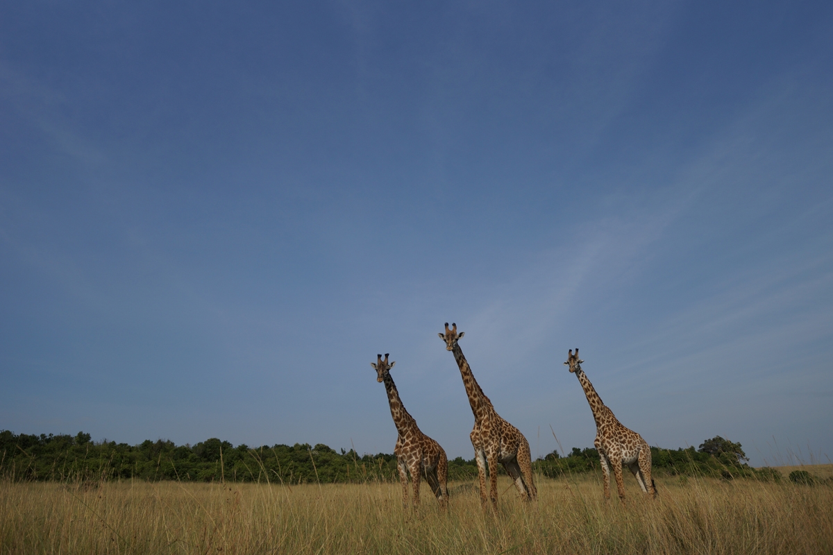 Three giraffes on grassland against background sky