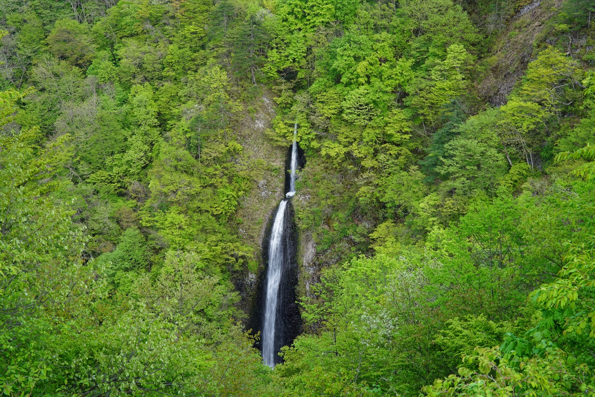 Waterfall surrounded by green foliage