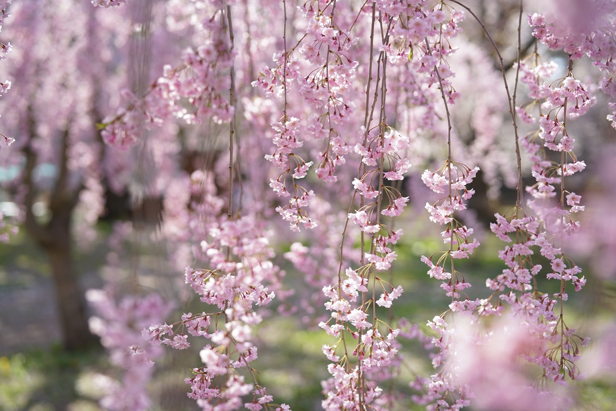 Close-up of pink flowers with foreground and background bokeh
