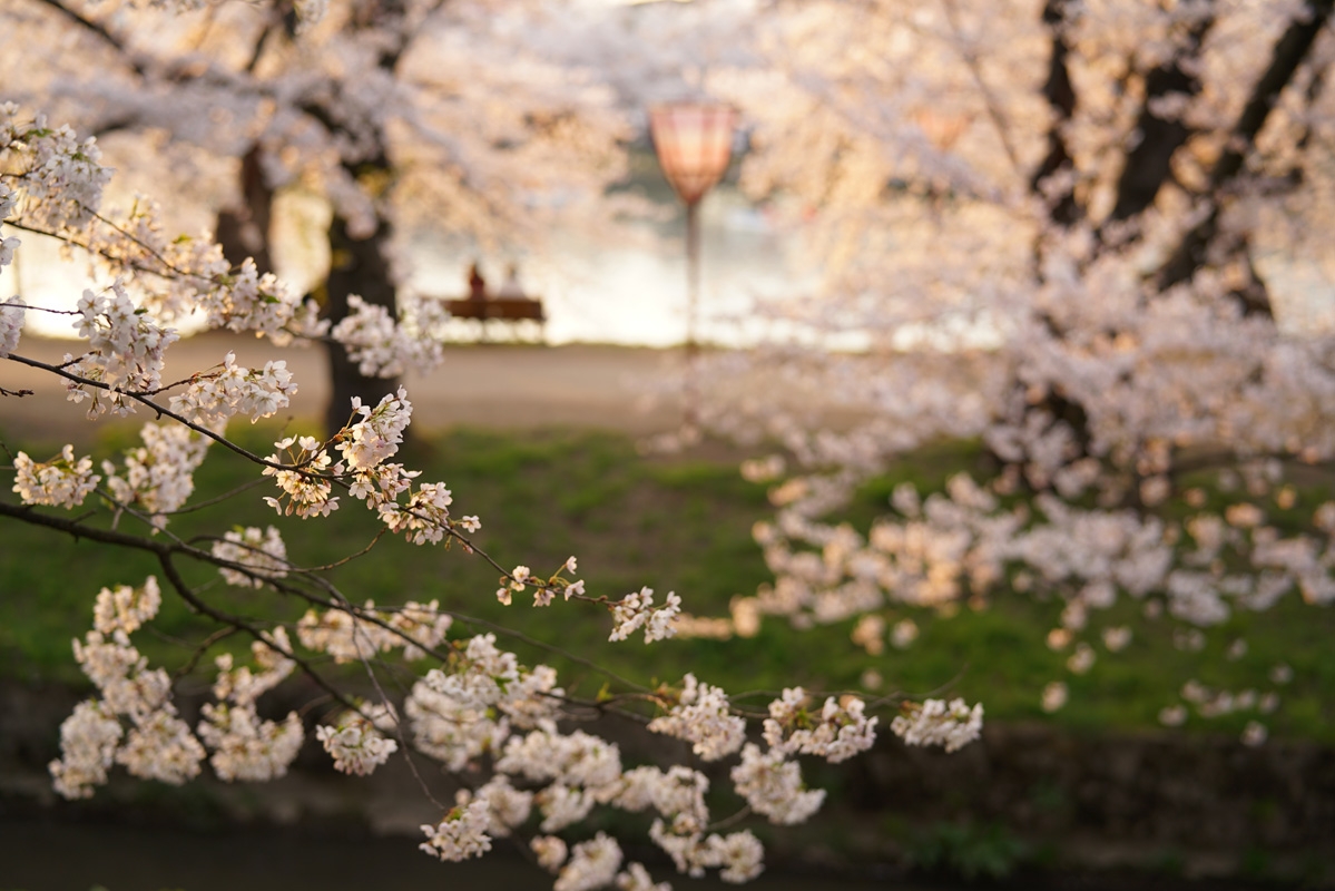 Close-up of cherry blossoms with park bench and lake in background bokeh