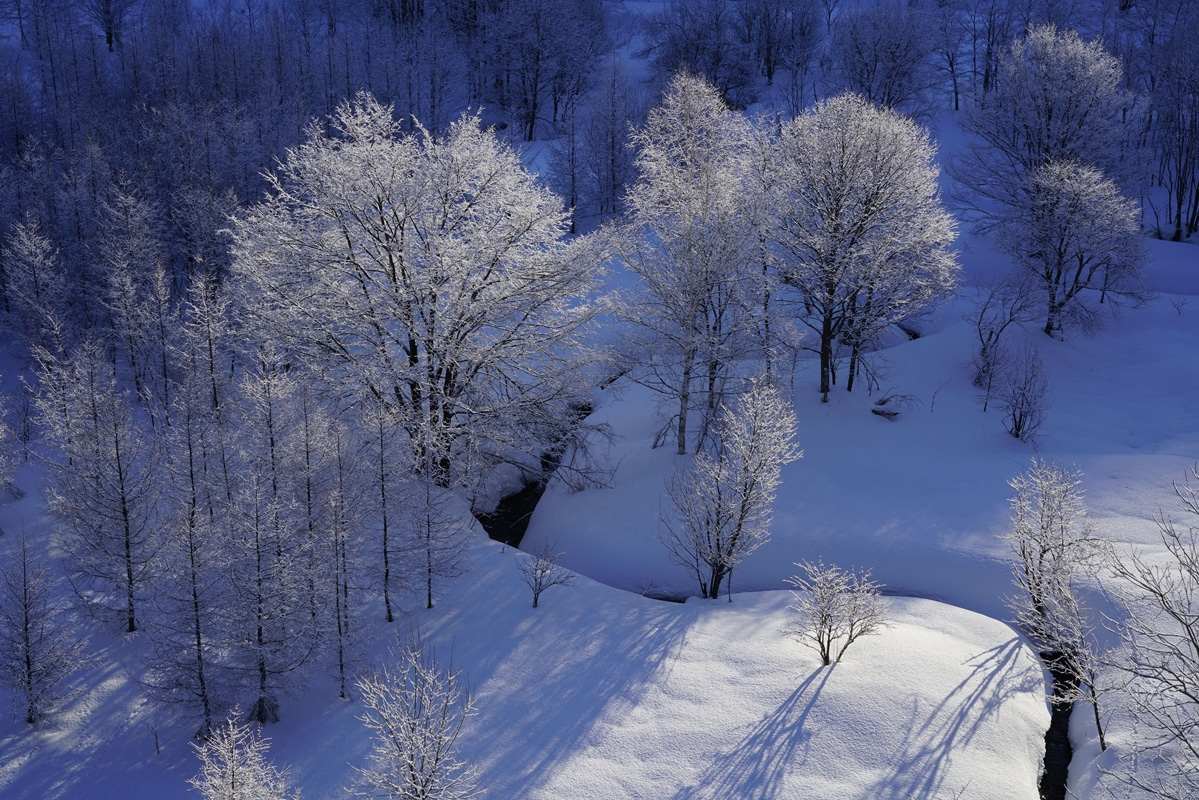 Snowy landscape with trees and stream
