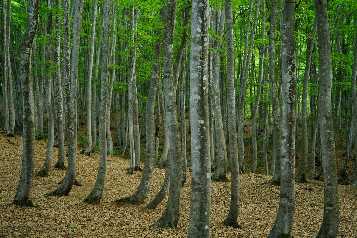 Forest with many tall thin tree trunks