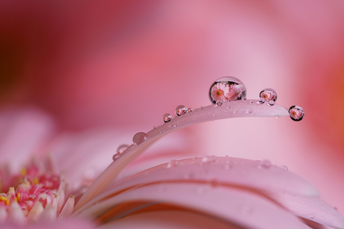 Close-up of pink flower structure with water droplets and deep background bokeh