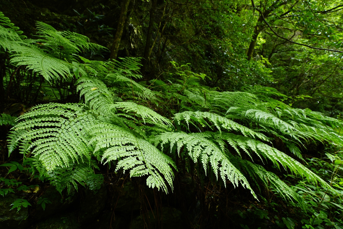 Ferns in woodland area