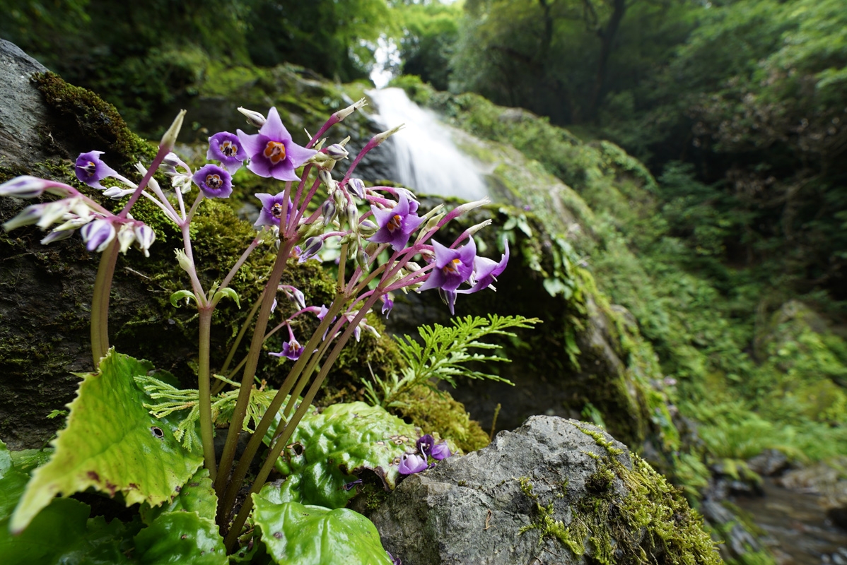 Violet flowers with woodland waterfall in background