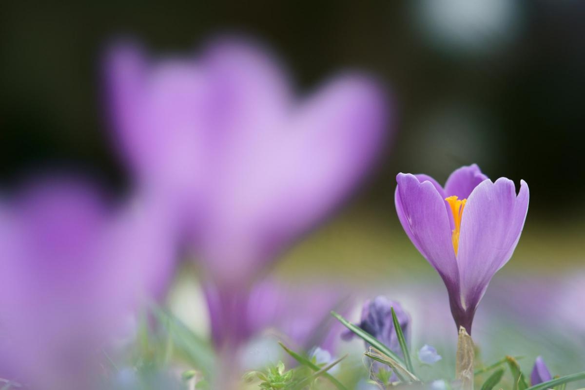 Violet flower with others in deep foreground and background bokeh