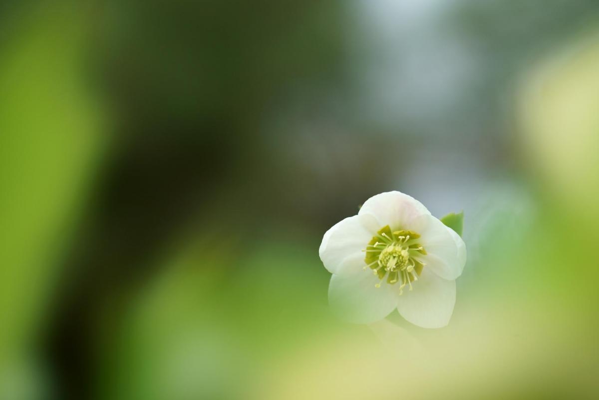 Close-up of flower with deep background bokeh