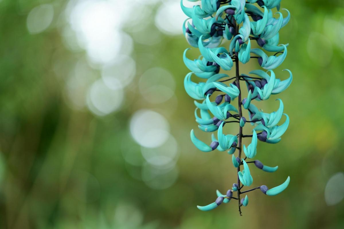 Close-up of cyan flower head with deep background bokeh