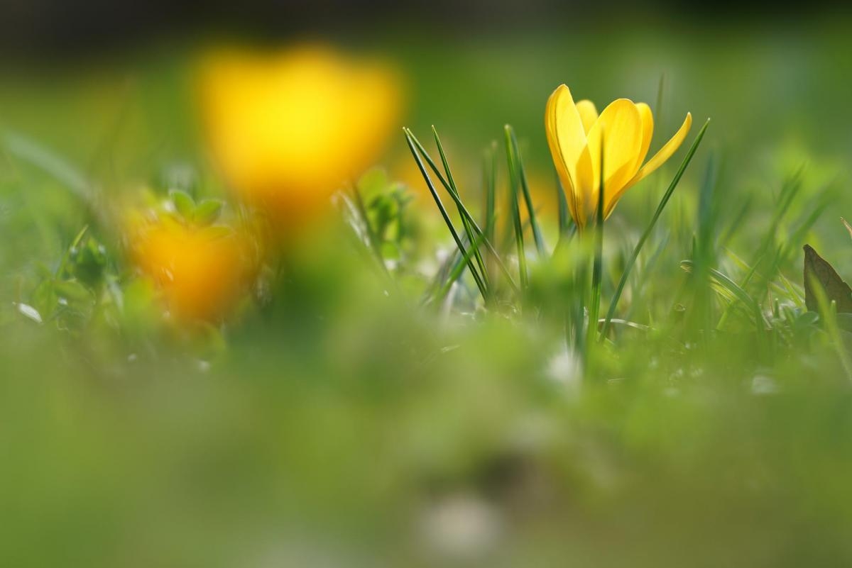Yellow flower with deep foreground and background bokeh