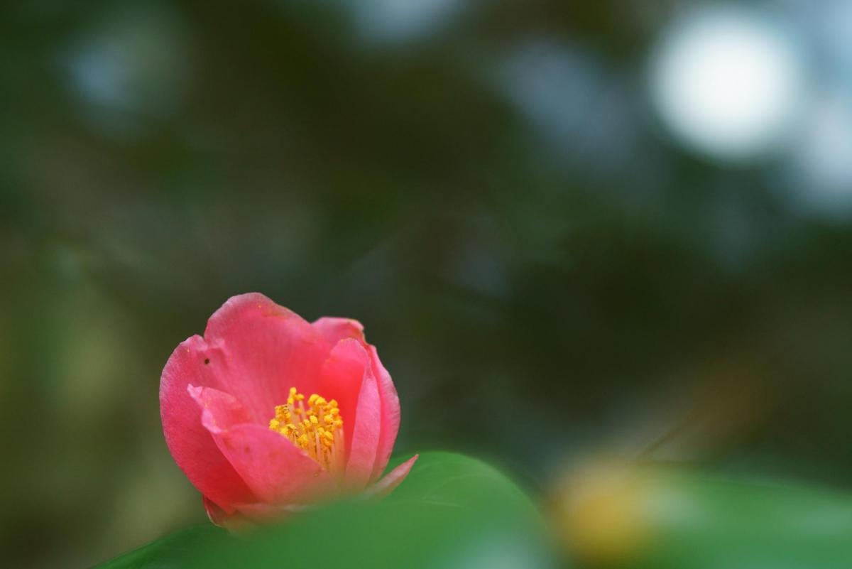 Close-up of pink flower with deep background bokeh