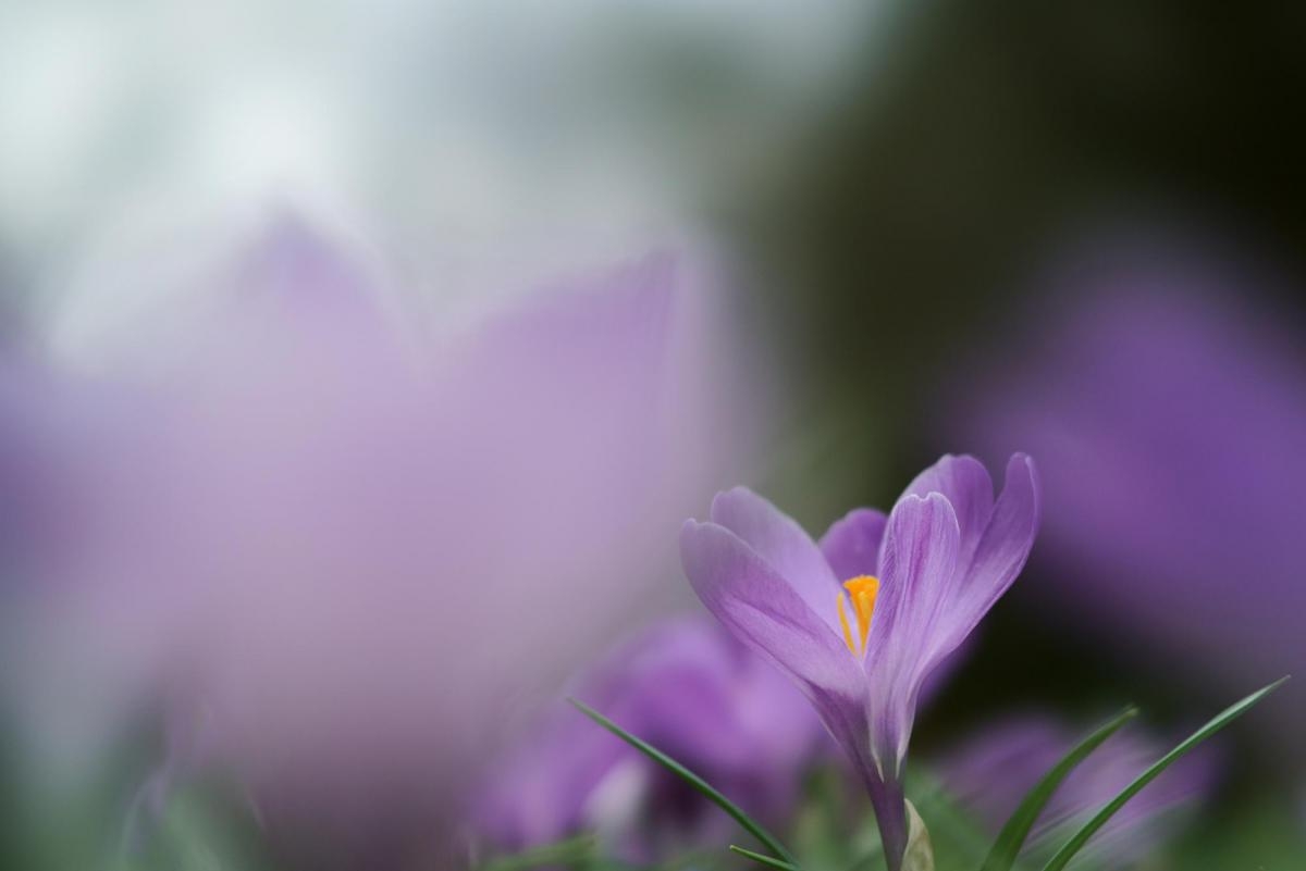 Violet flower with others in deep foreground bokeh