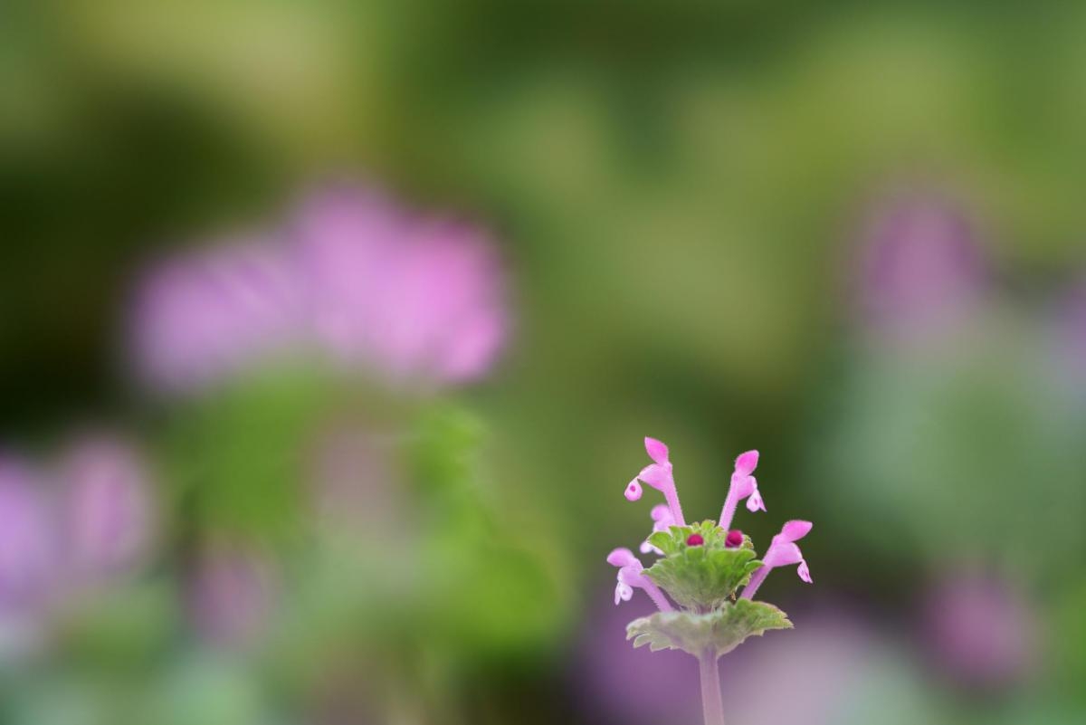 Violet flower head with deep foreground and background bokeh