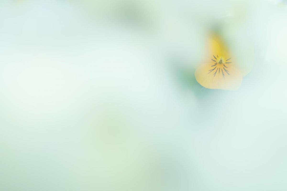 Close-up of yellow flower in deep foreground and background bokeh