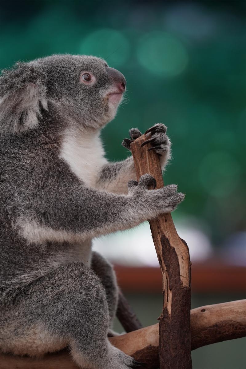 Profile view of koala bear sitting on branch
