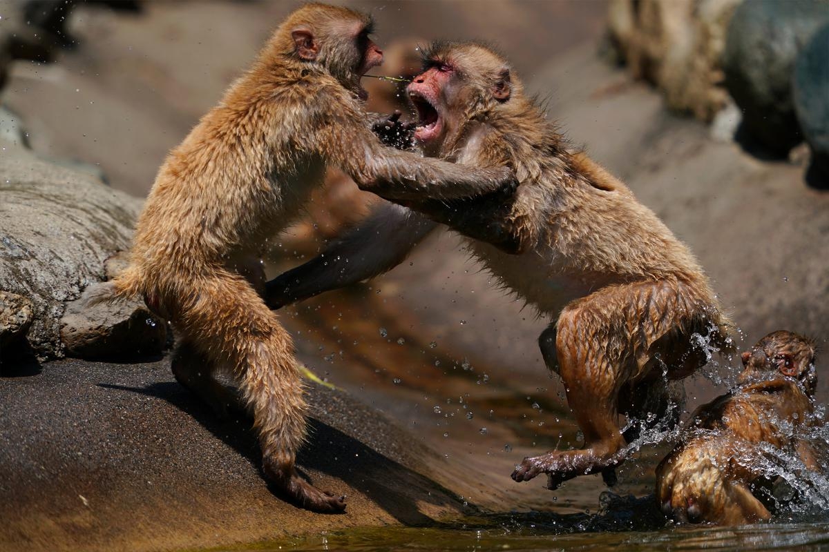 Two monkeys fighting next to water