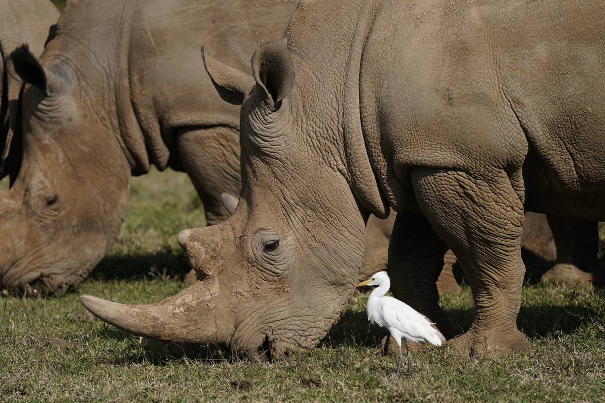 White bird watching two rhinoceroces eating grass