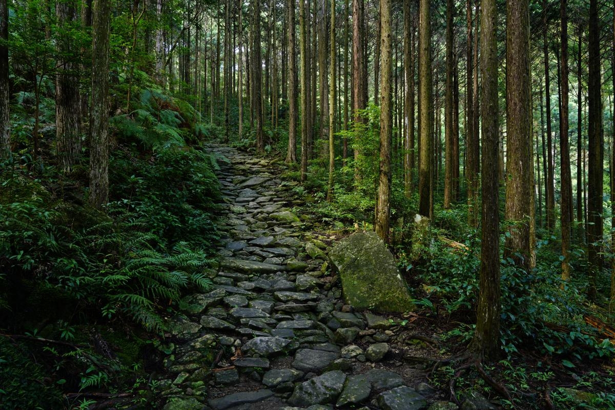 Stone path leading upwards through dense forest