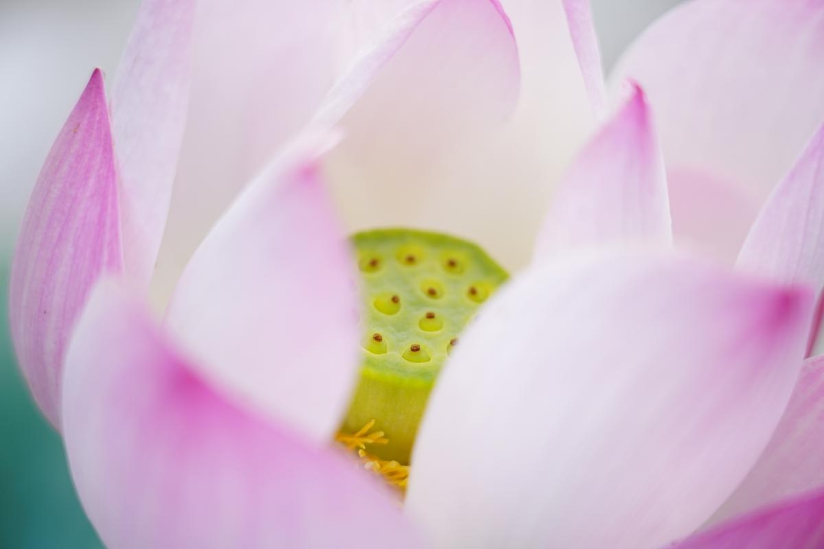 Close-up of lotus flower with magenta-tinged petals