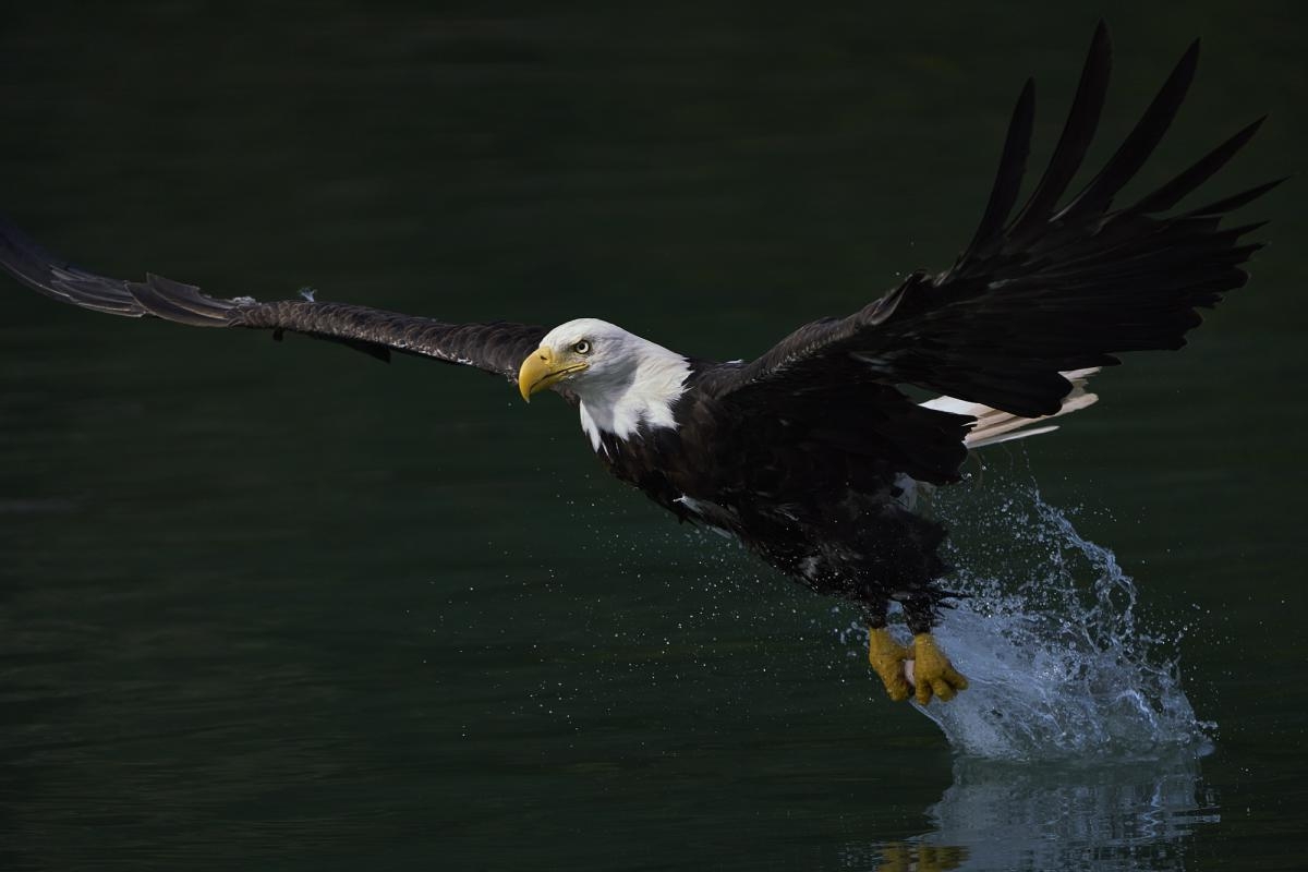 Bald eagle in flight over water