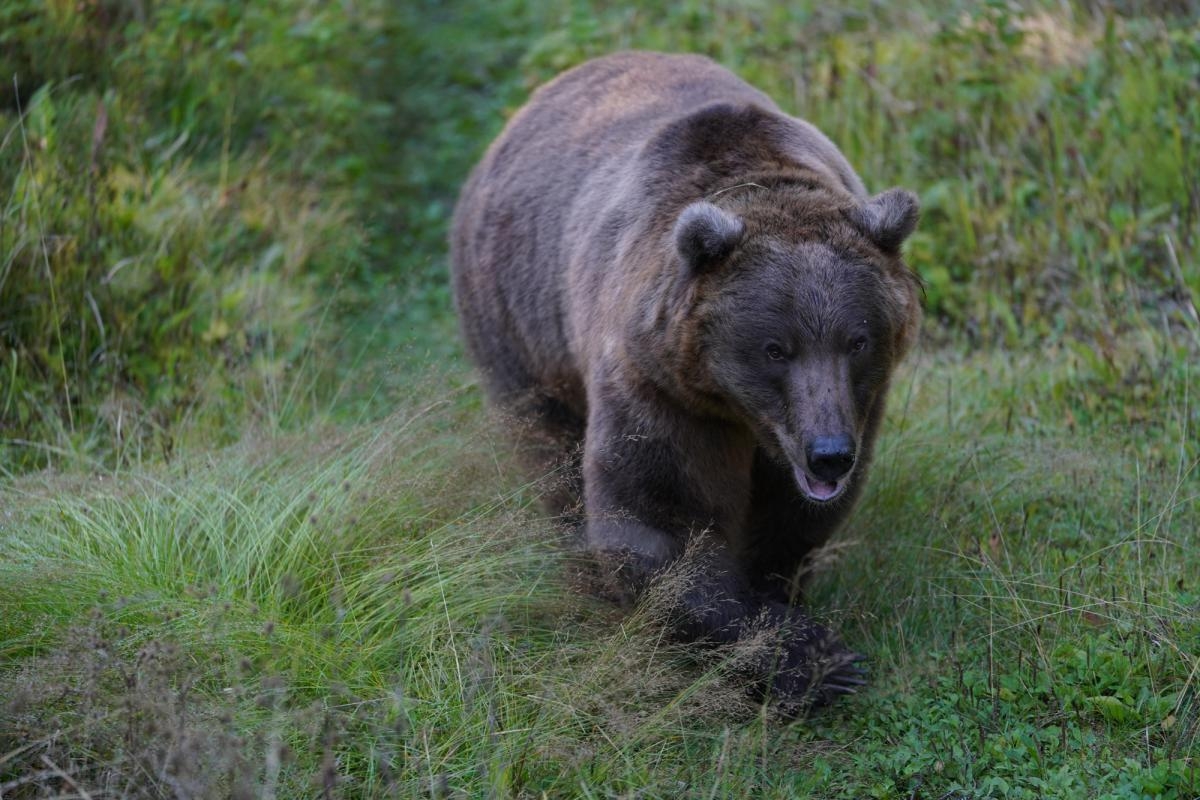 Brown bear walking through grass