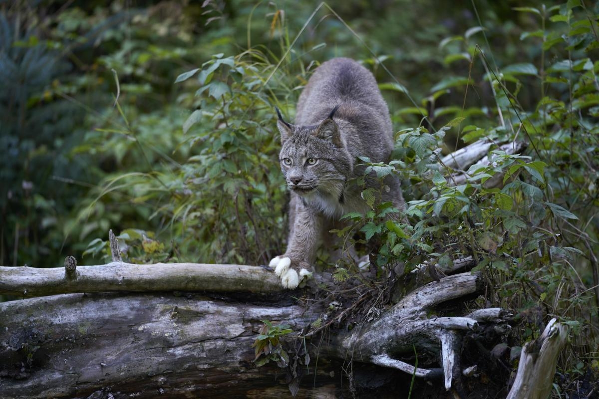 Lynx crossing a fallen tree across a stream