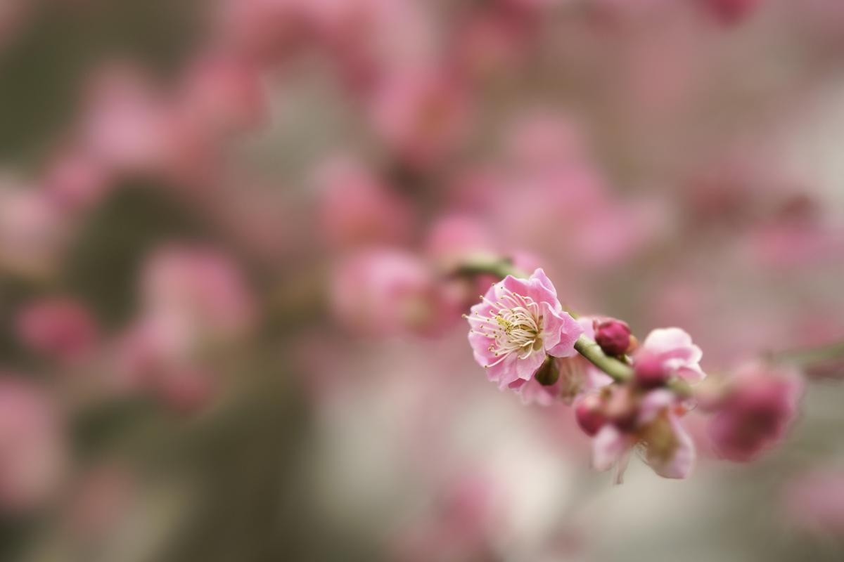 Close-up of pink blossom with bokeh background