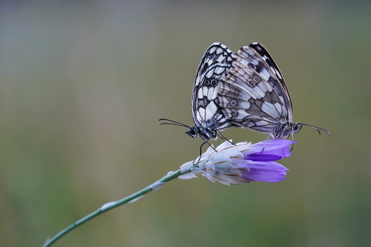 Close-up of two butterflies mating atop a purple flower