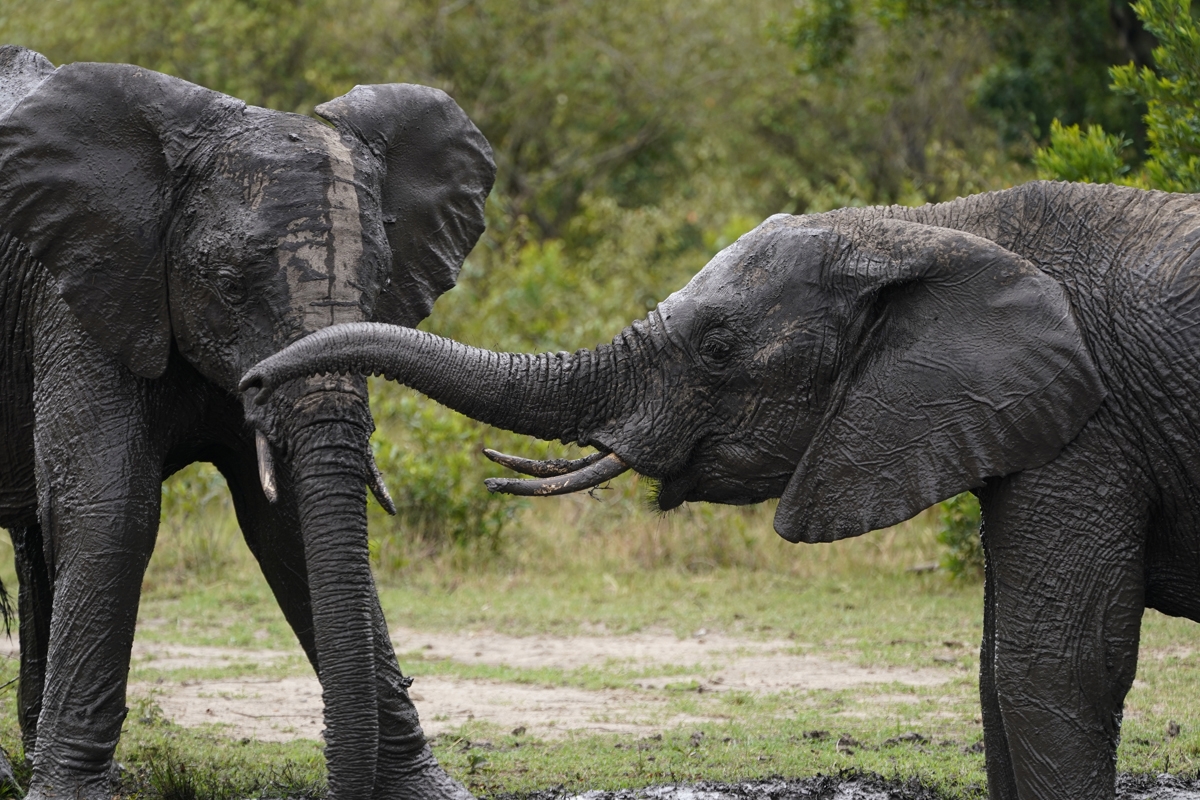 Two elephants, one with its trunk outstretched